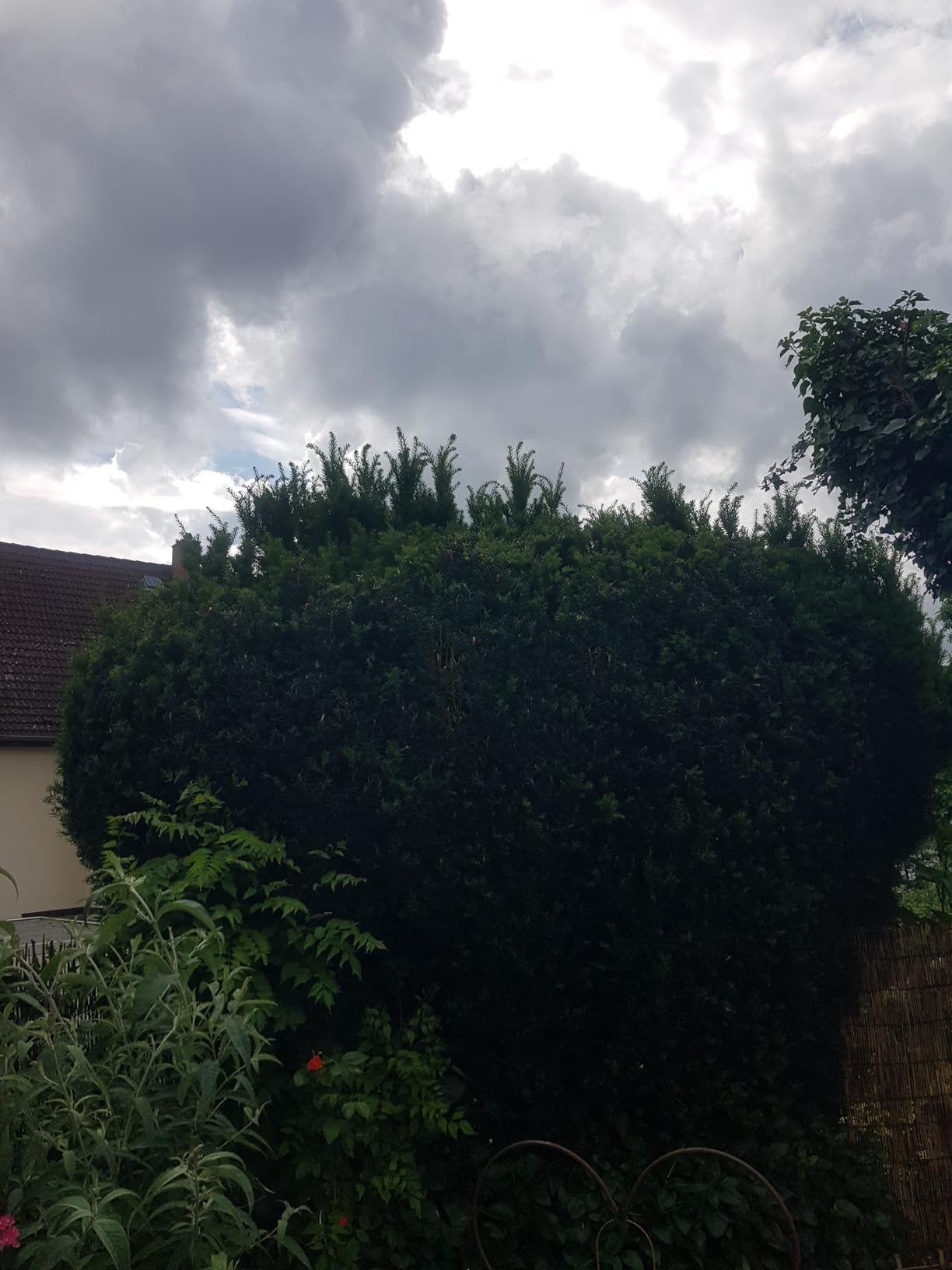 Thuja oben endlich gerade
